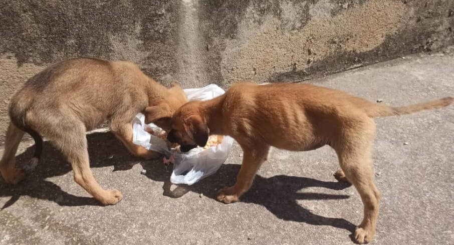 Dejaron cinco perritos abandonados en La Navera