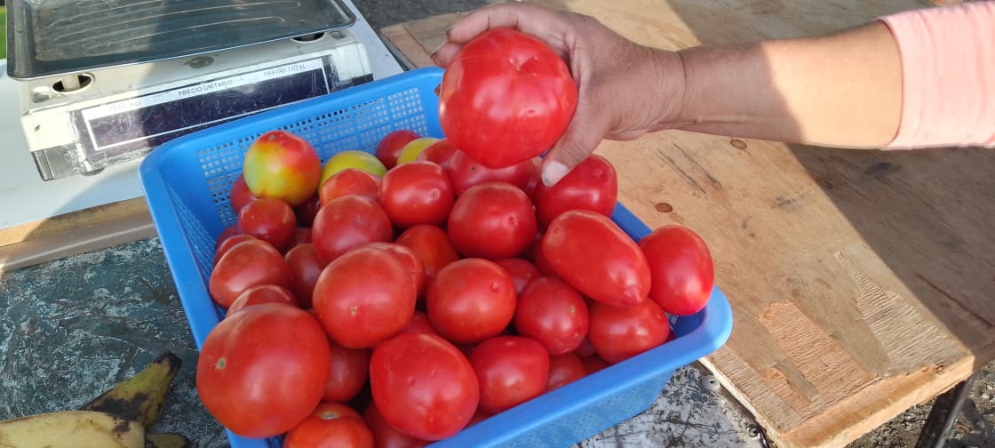 Abundantes cosechas de tomates mantiene precio “frenado”