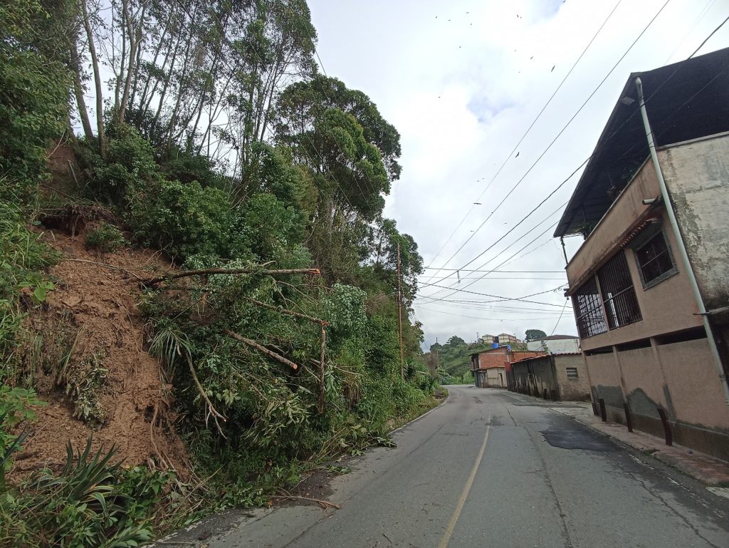 Fuertes lluvias provocaron caída de árbol en Nueva Esperanza