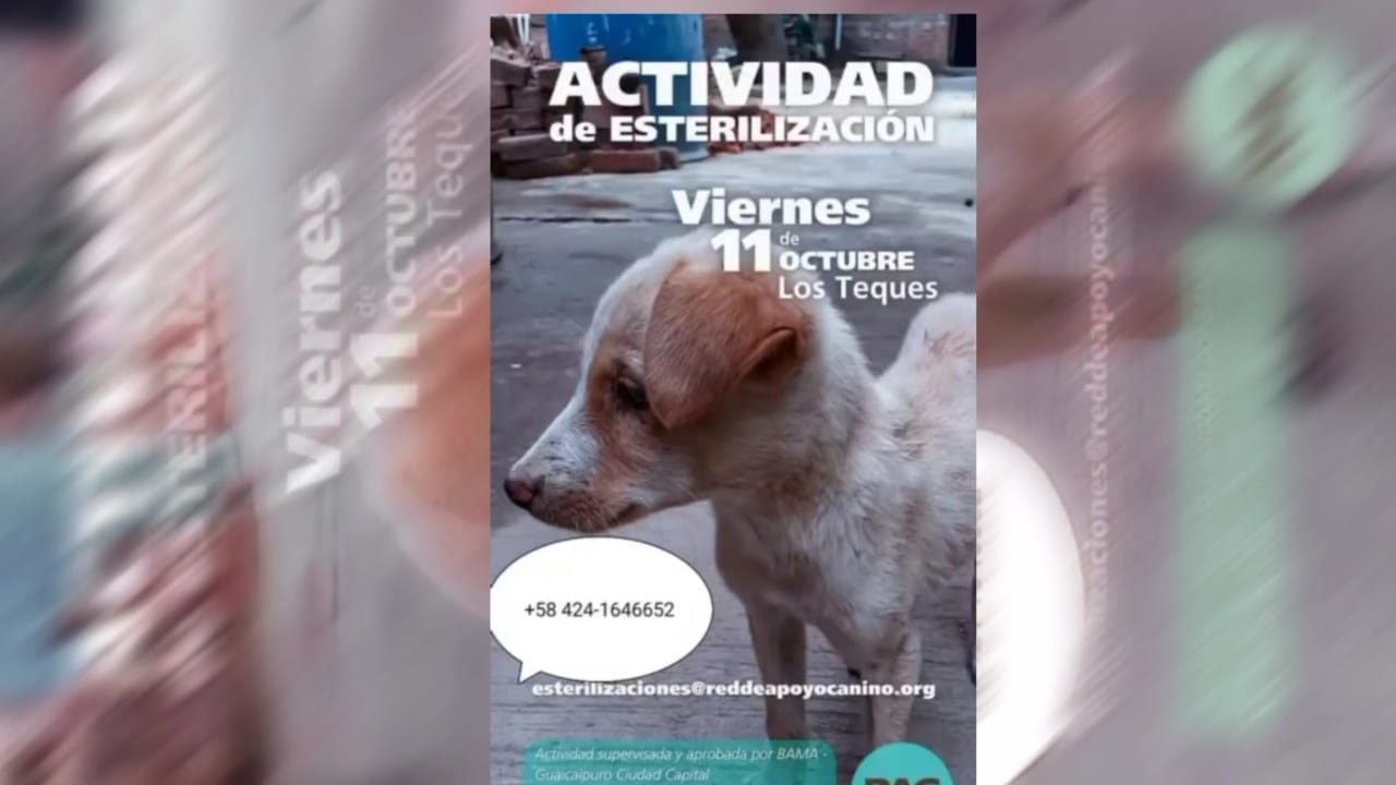 Nueva jornada de esterilización de mascotas este viernes 11-O