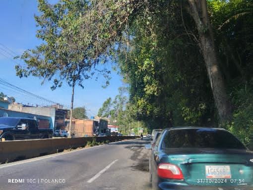 Árboles inclinados acechan a conductores de la Panamericana