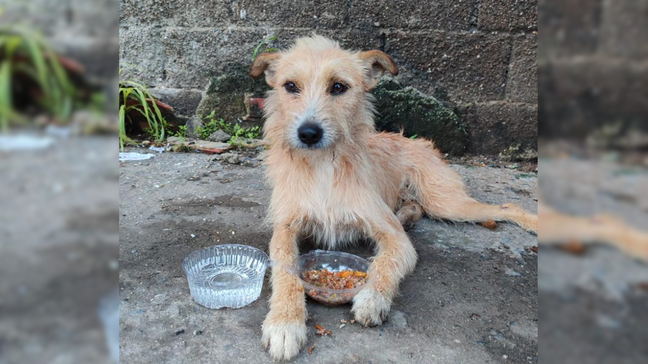 Abandonado a su suerte perrito arrollado