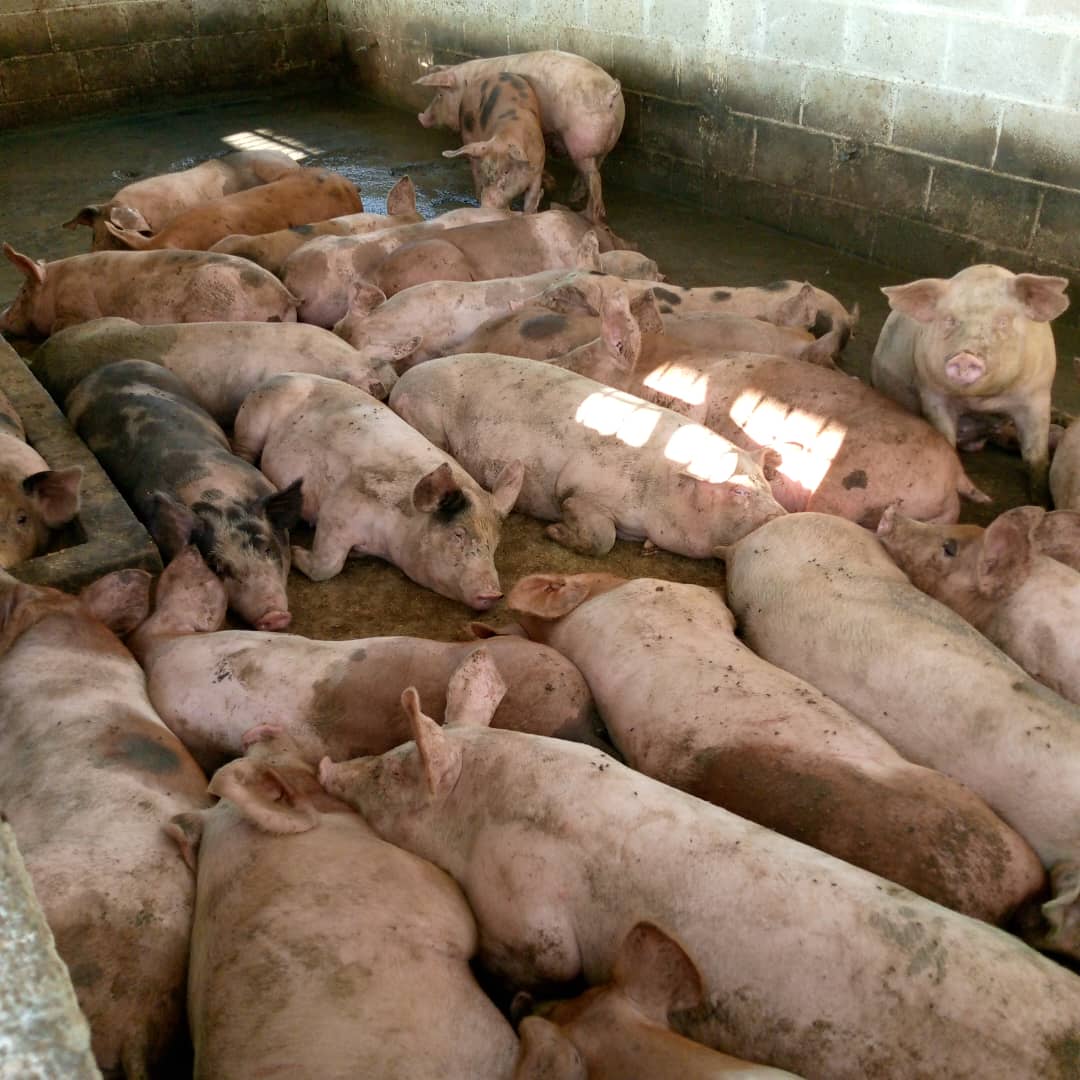 Otro criadero de cerdo que causa contaminación ambiental