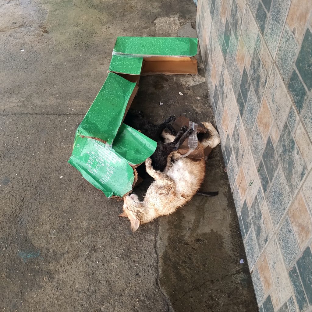 Envenenaron a cuatro gatos y un perro en Los Teques