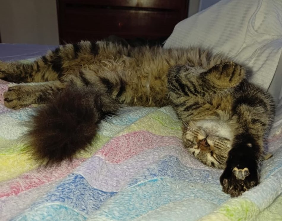 Rubí, la gata que sanó la profunda herida de una familia