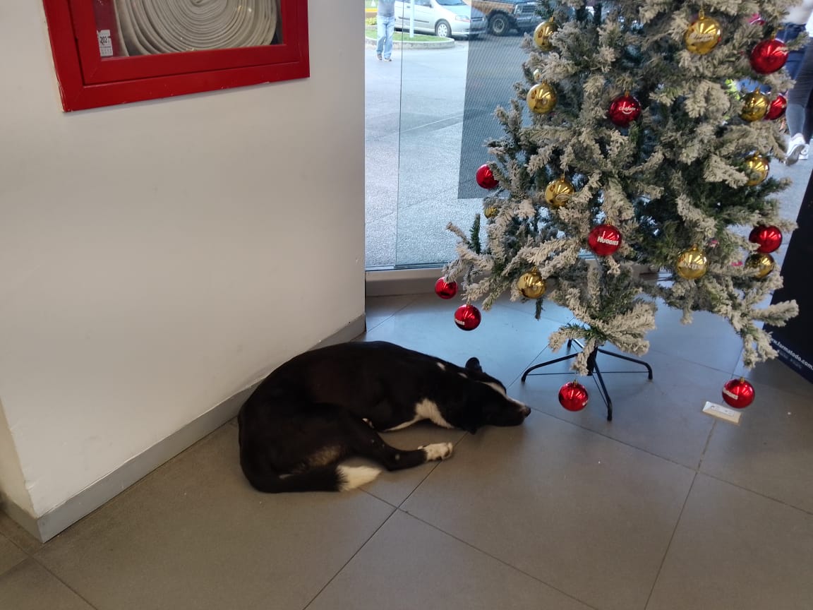 César, el perro comunitario que hace su siesta en Farmatodo