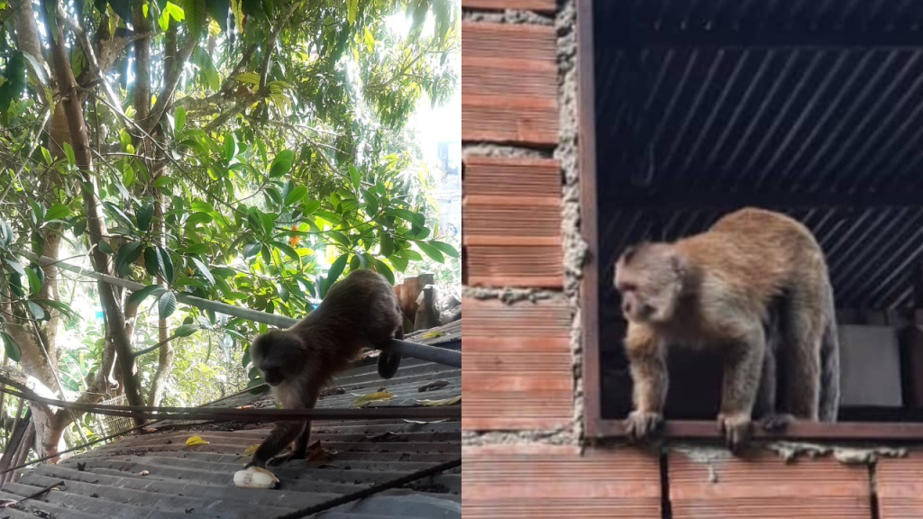 Un mono anda suelto en Los Teques