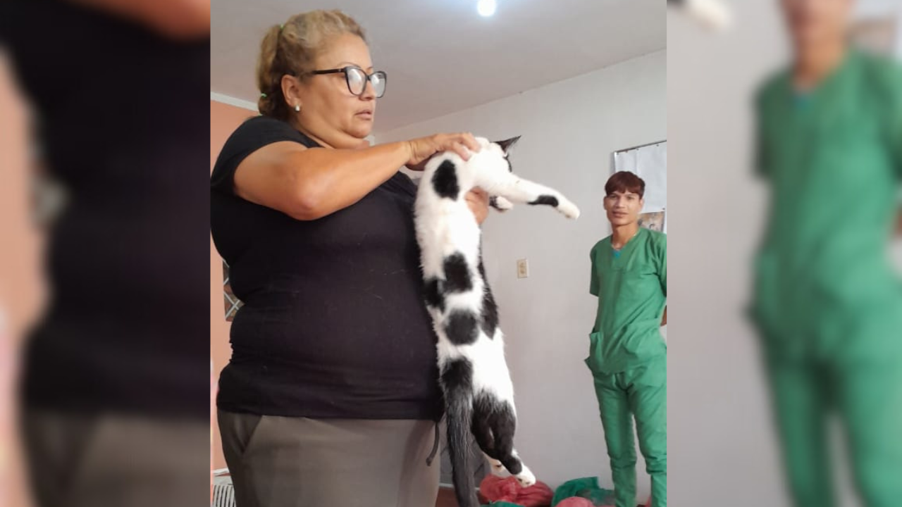 Esterilizan a 46 perros y gatos