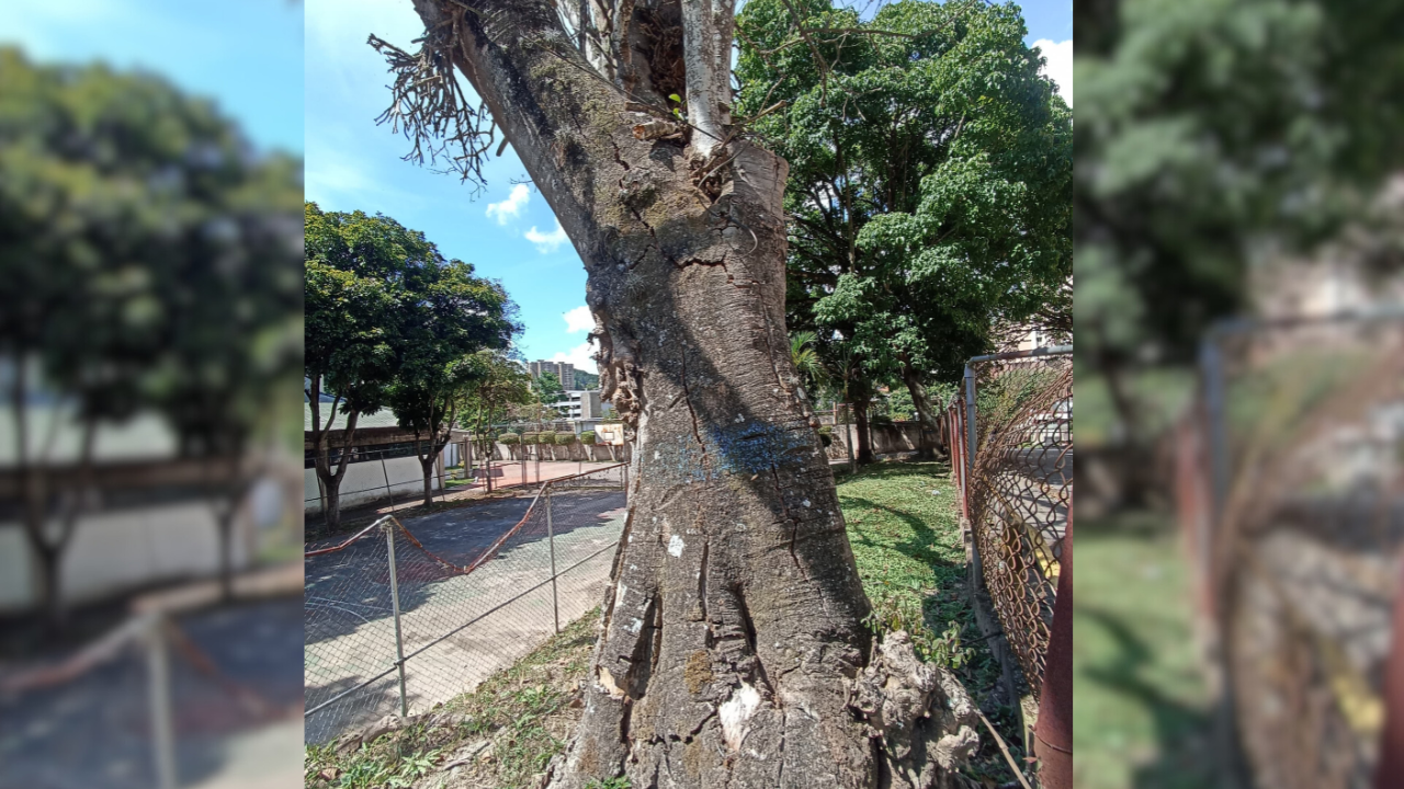 Un árbol totalmente seco asusta en la Simón Bolívar