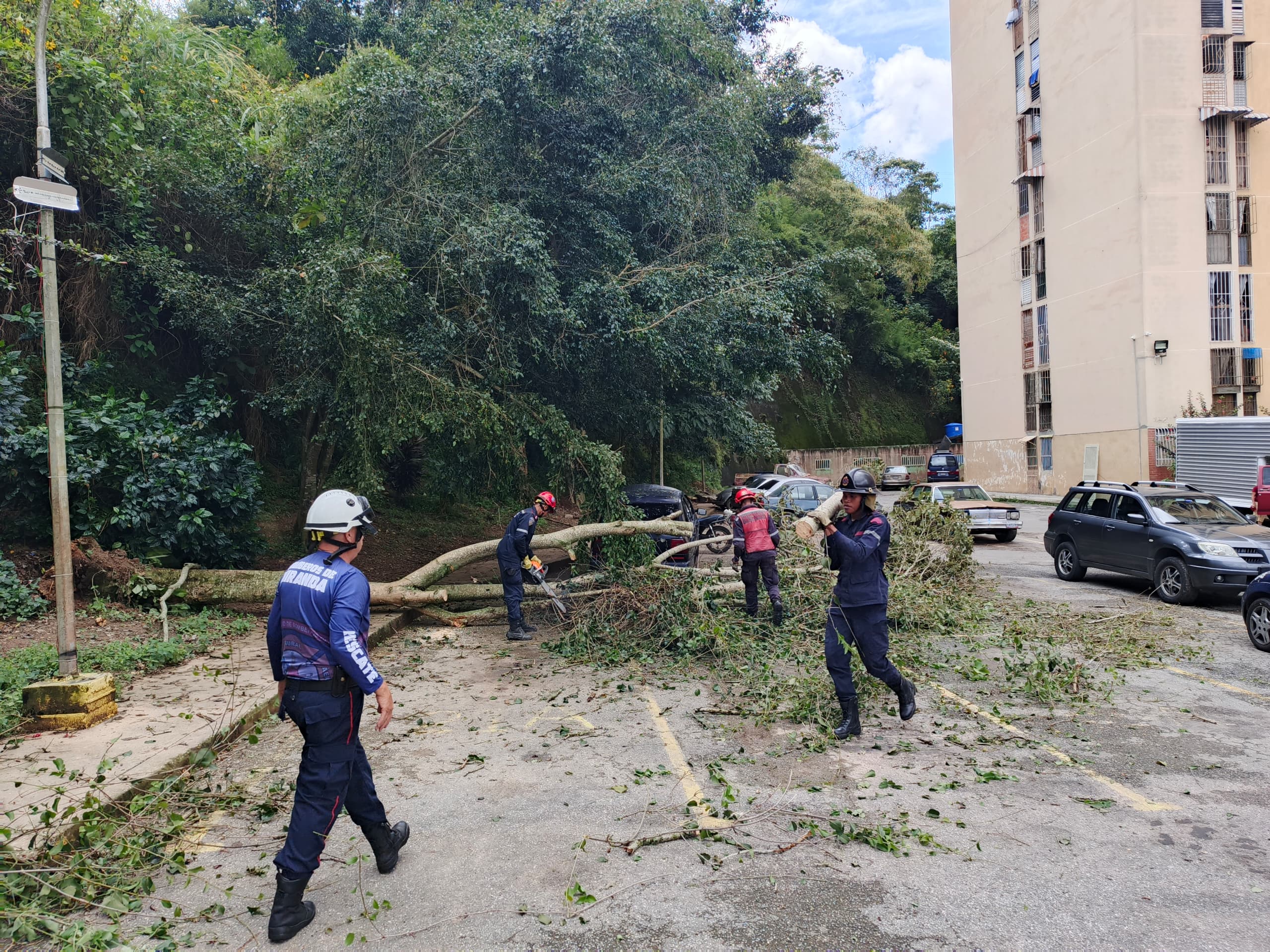 Se cayó un árbol en residencias Lagunetica