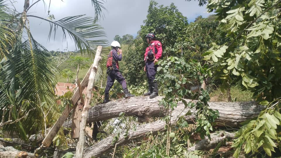 Atienden caída de árbol en Guaremal