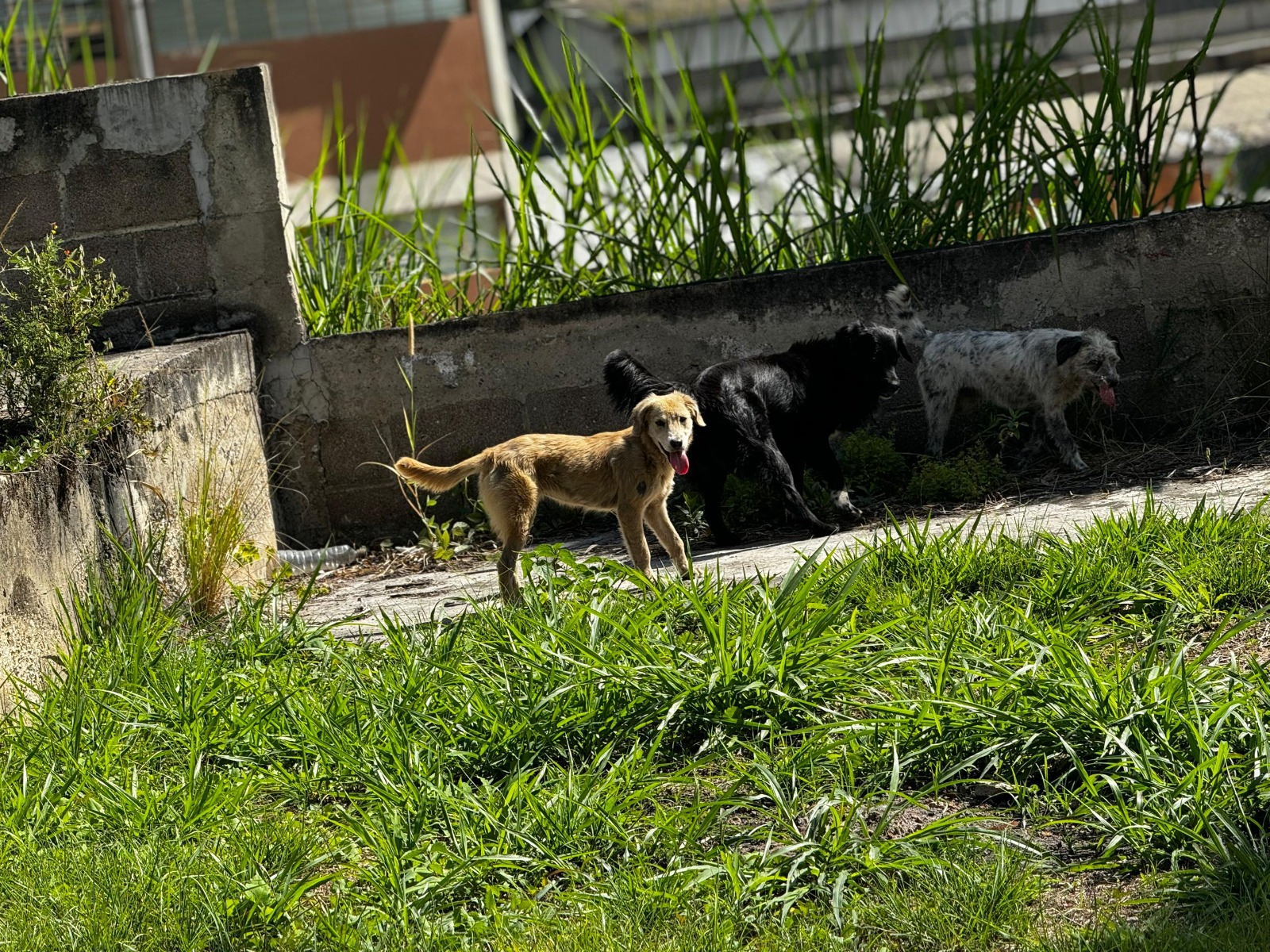 Lili, Azabache y Niña, los tres perritos de la Zona Industrial II