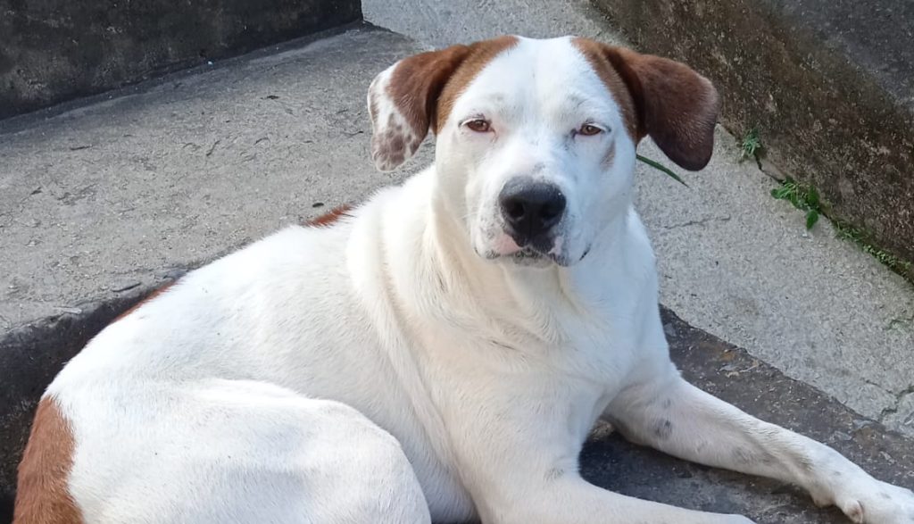 Gordo, un amigo de cuatro patas que dejó grandes huellas