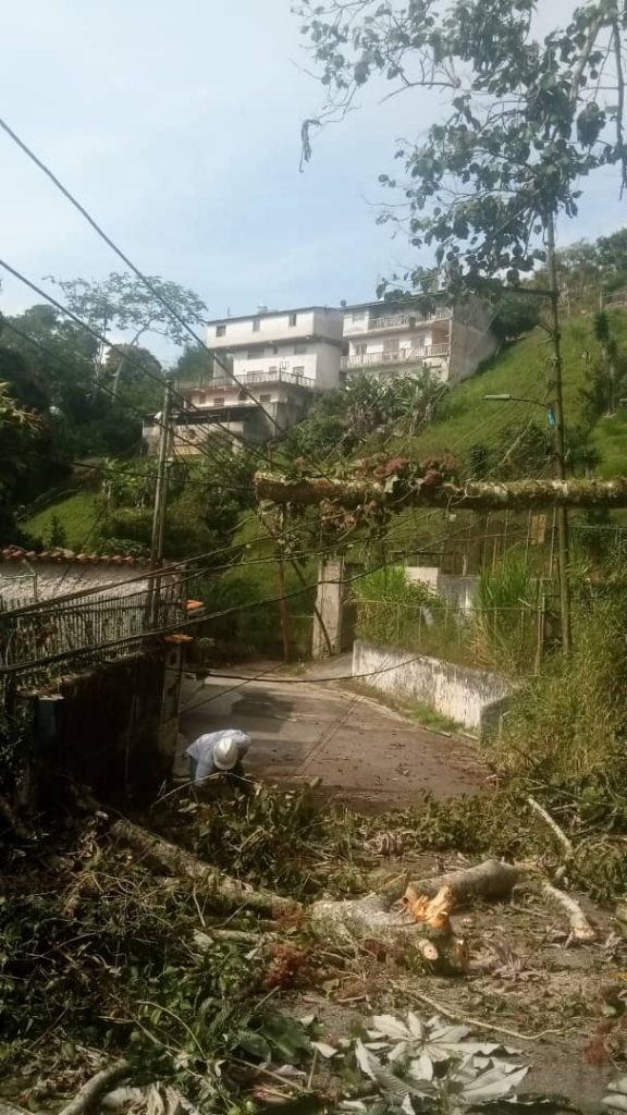 Caída de árboles dejó sin luz a Los Teques y Los Salias