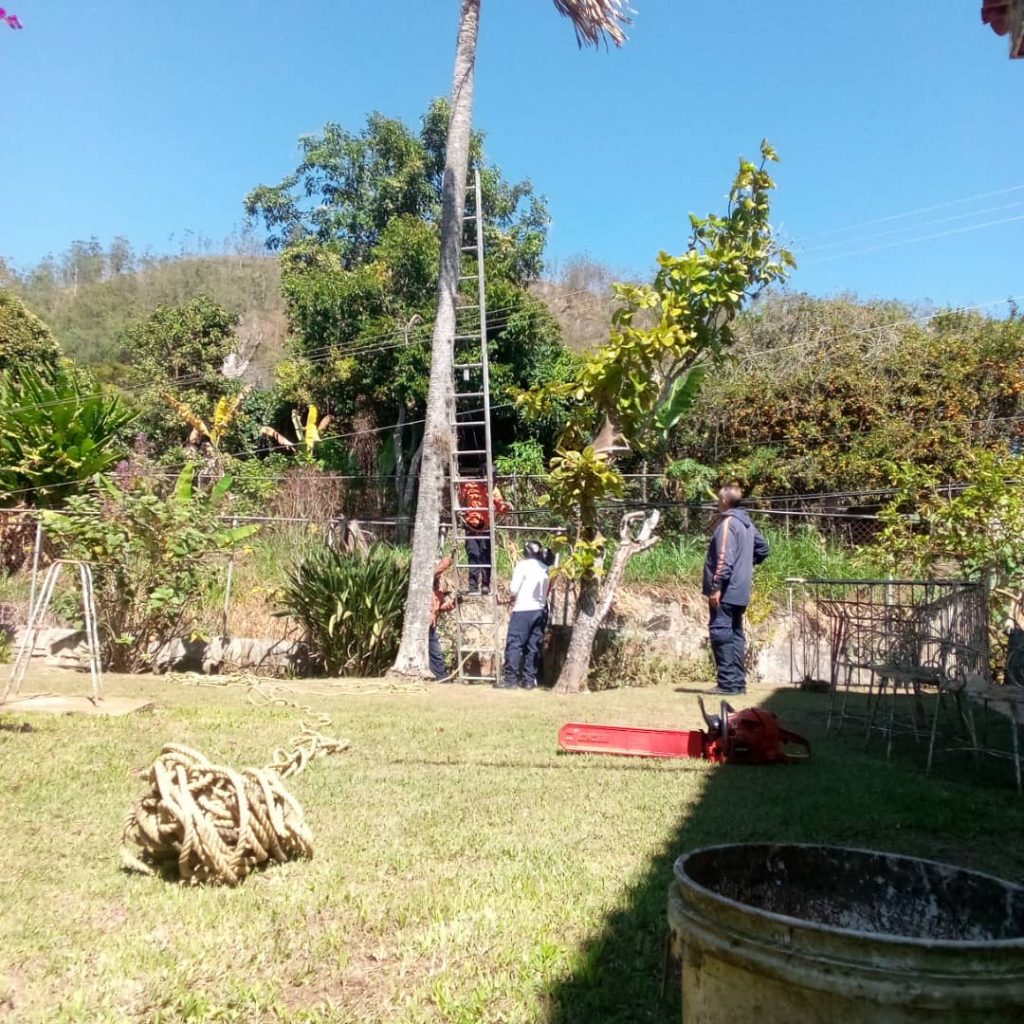 Protección Civil Carrizal taló palmera en Colinas de Carrizal