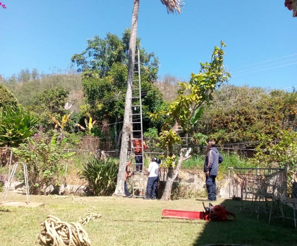 Protección Civil Carrizal taló palmera en Colinas de Carrizal