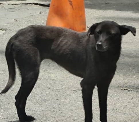 Exigen castigo más severo para autor de muerte de perrita