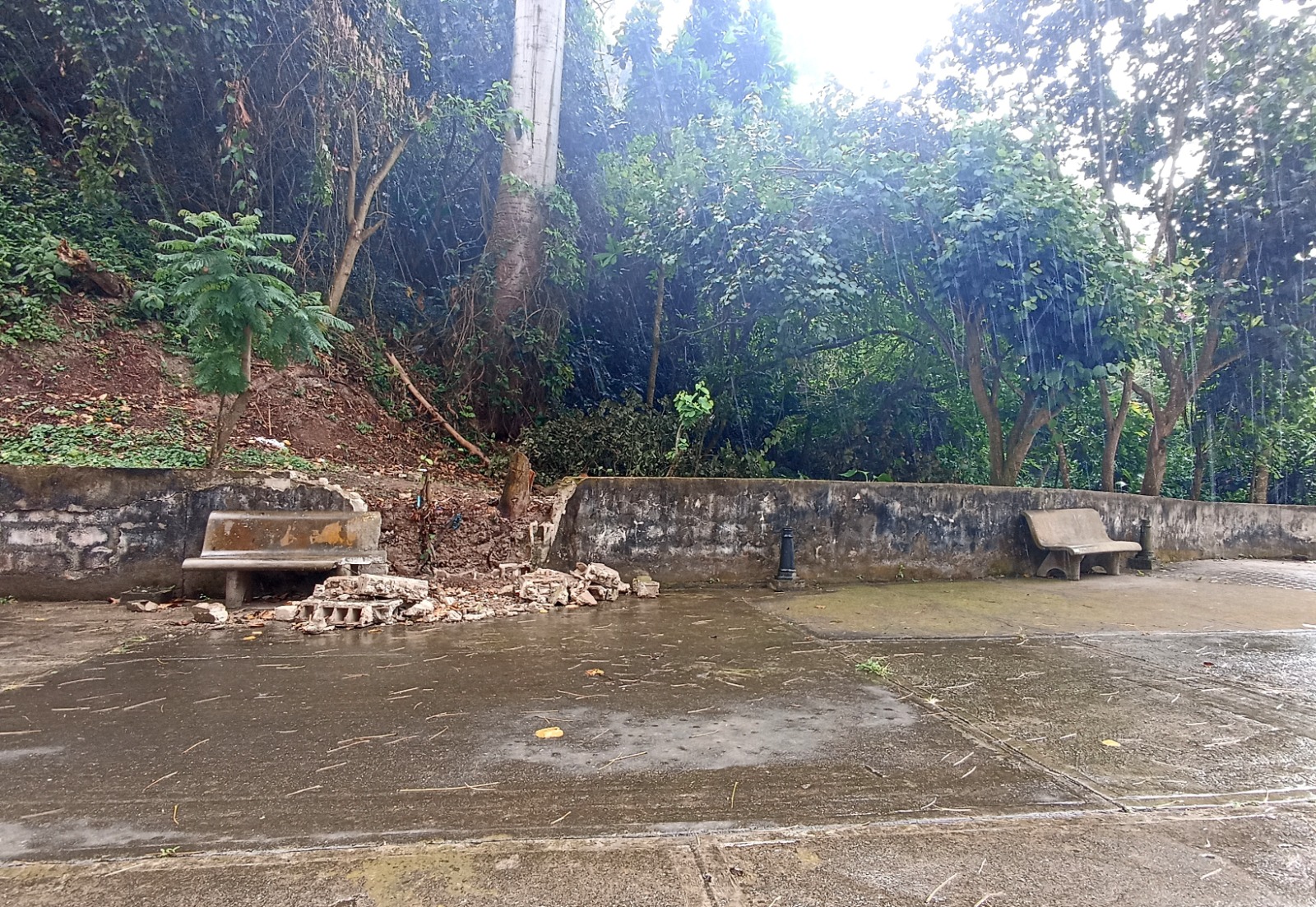 Talaron el árbol que colapsó un muro en Montañalta