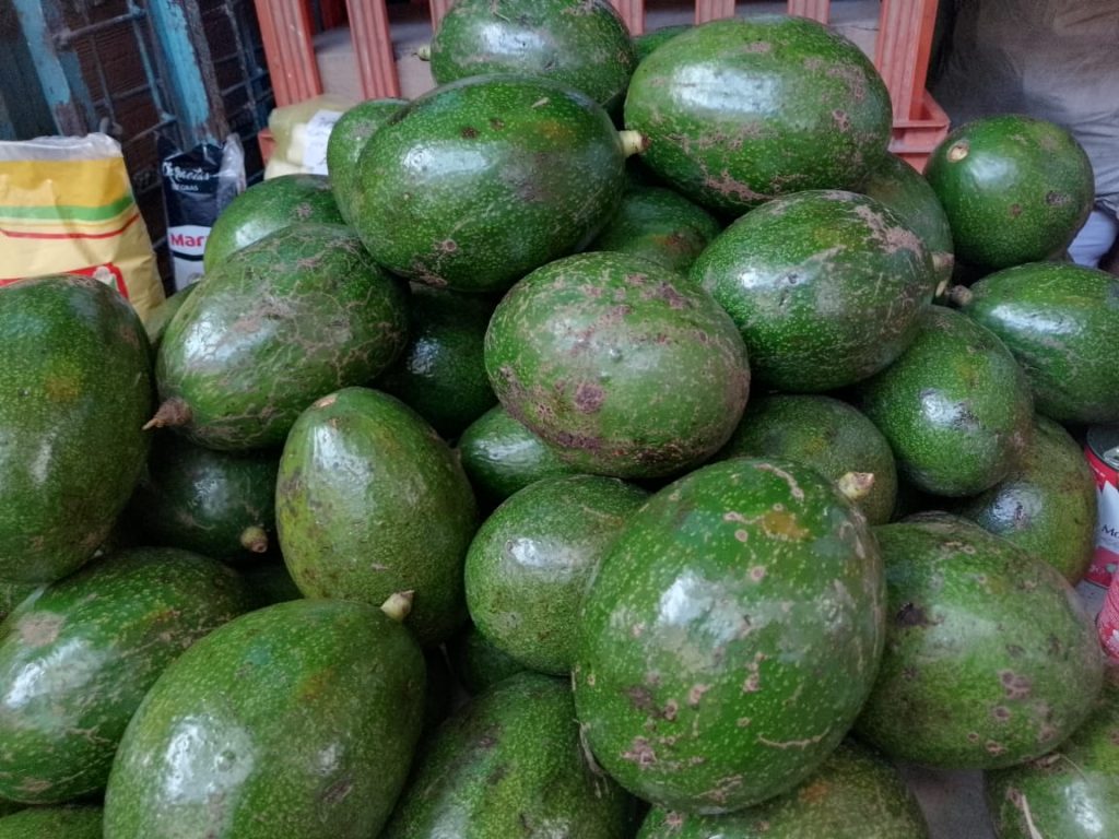 Aguacates se perderán de vista