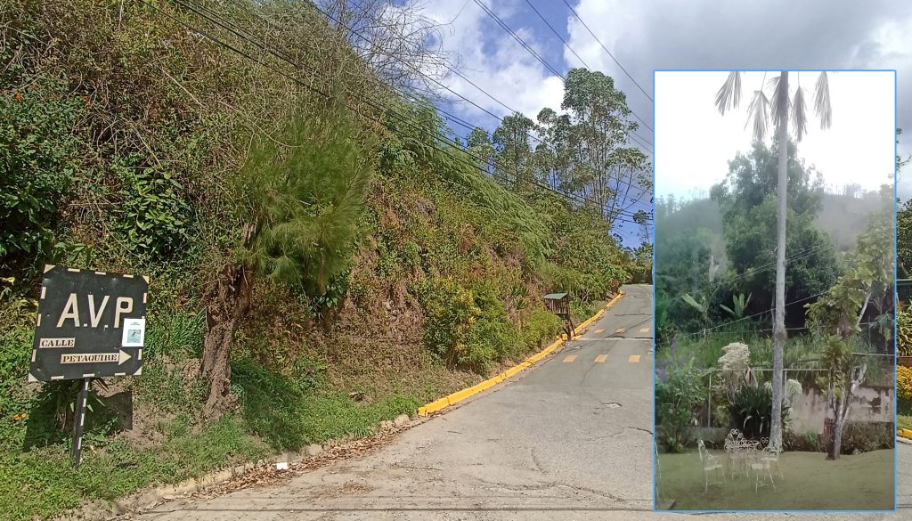 Una palmera espera ser podada en Colinas de Carrizal