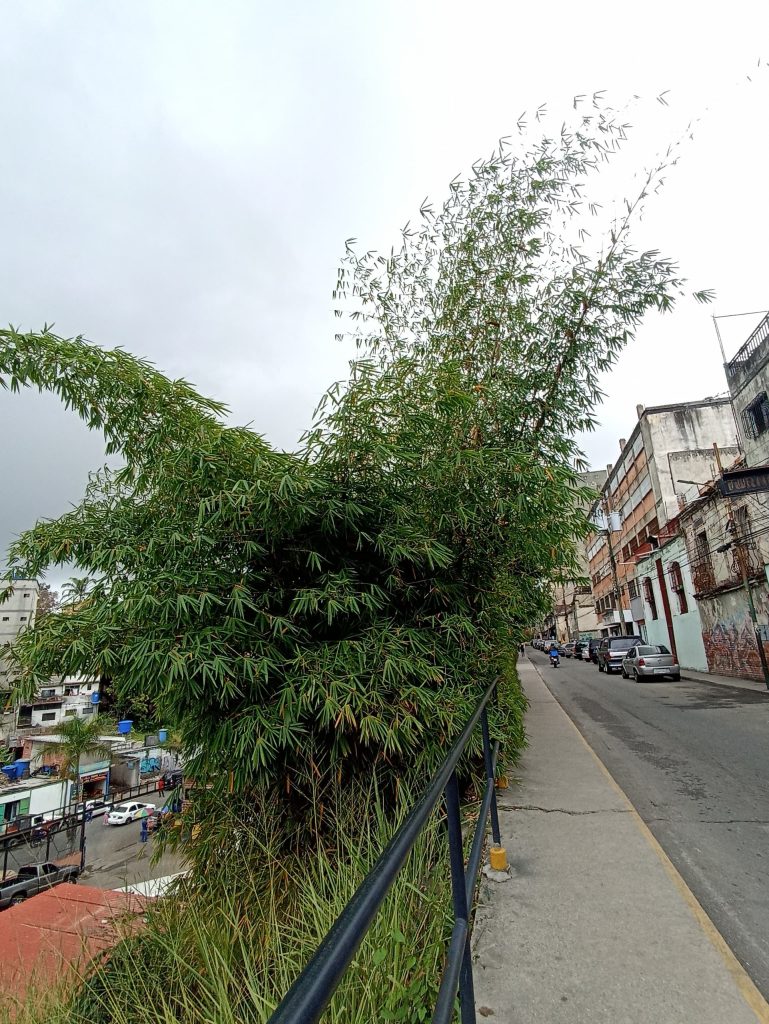 Piden poda de bambúes en la Ribas