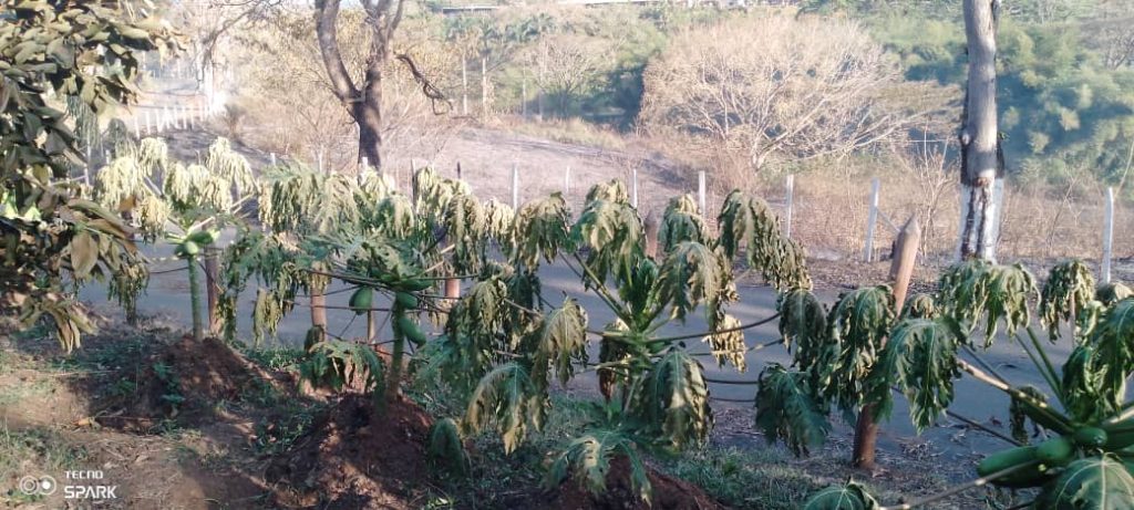 Denuncian incendio provocado desde granja en Altagracia