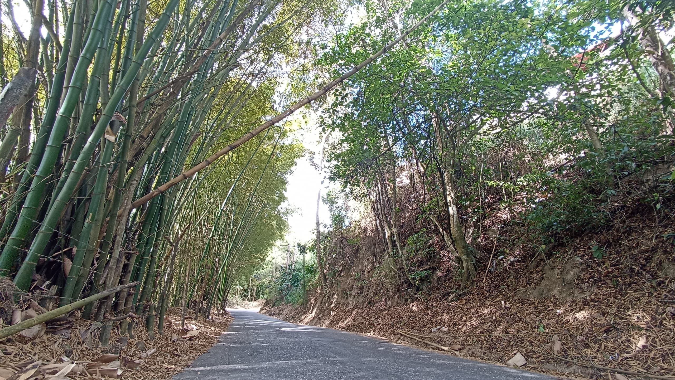 Bambúes causan alarma vía a Montes Verdes