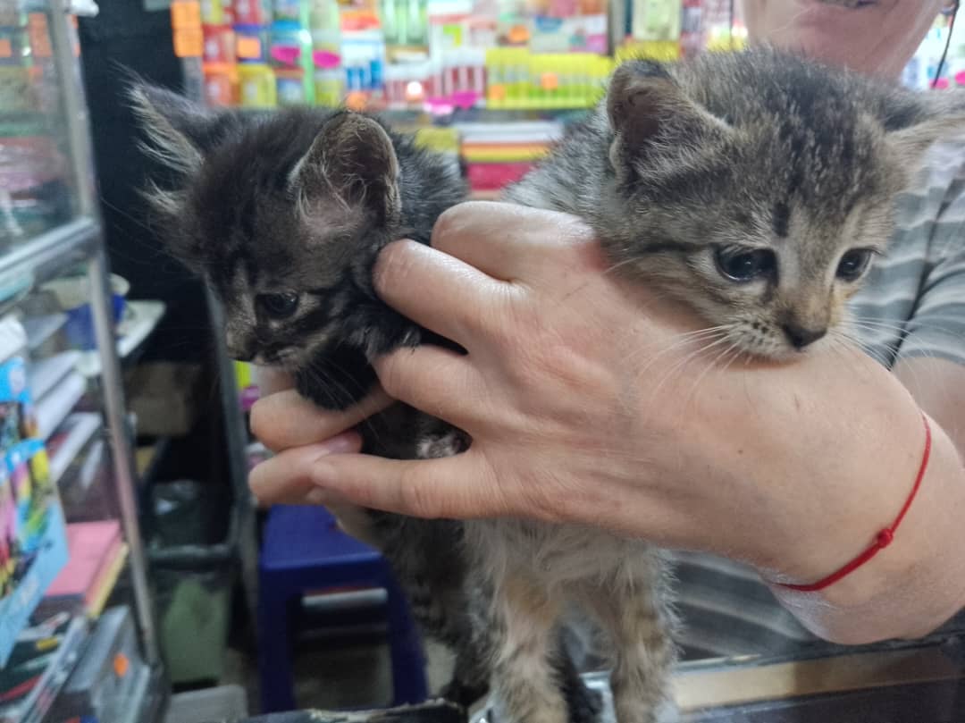 Abandono masivo  de gatos en el Mercado Municipal