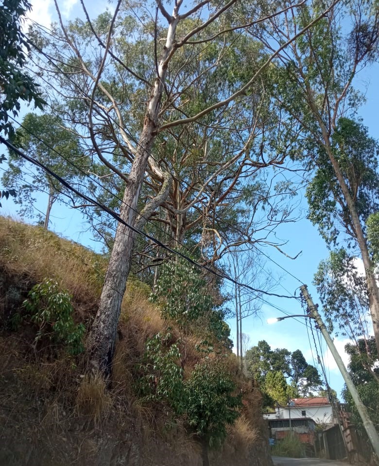 En Carrizal esperan por las labores de Pica y Poda