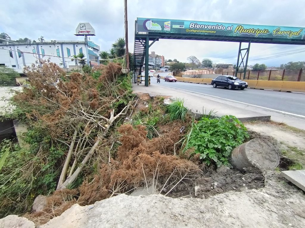 Caída de árbol en el kilómetro 21 causó alarma