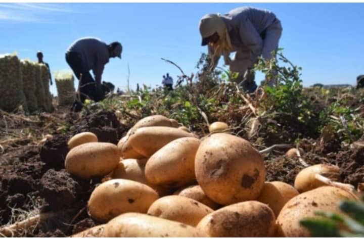 Producción nacional fluctuante en primer trimestre de 2025