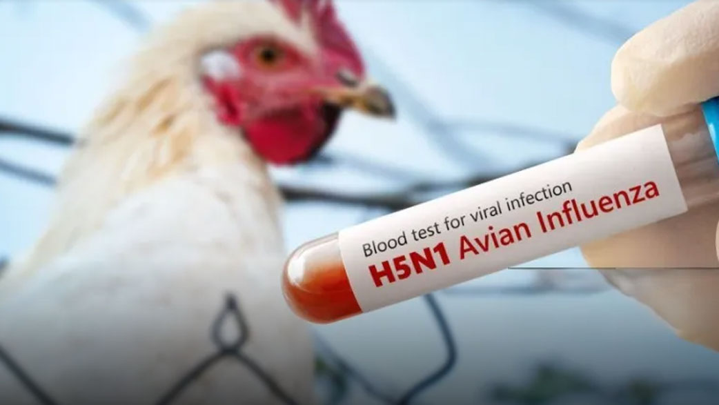 México: Autoridades confirman primer caso humano de influenza aviar
