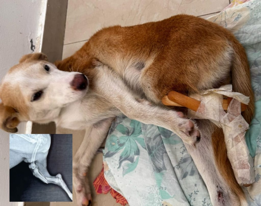Perrita con cinco fracturas necesita apoyo para ser operada