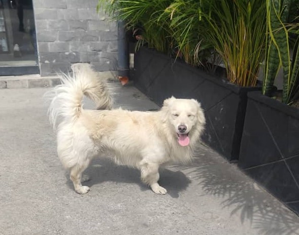 Reportan perrito extraviado en Los Teques