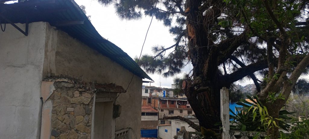 Gigantesco pino amenaza a tres familias de El Rincón