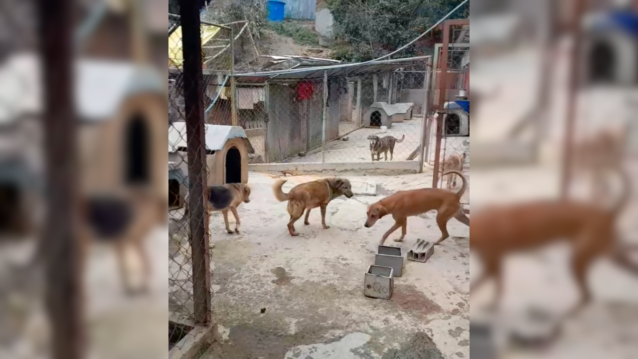 83 “peluditos” de Famproa requieren de una mano amiga