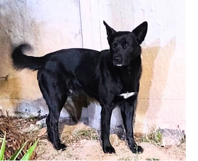 Carbón, perrito comunitario desaparecido