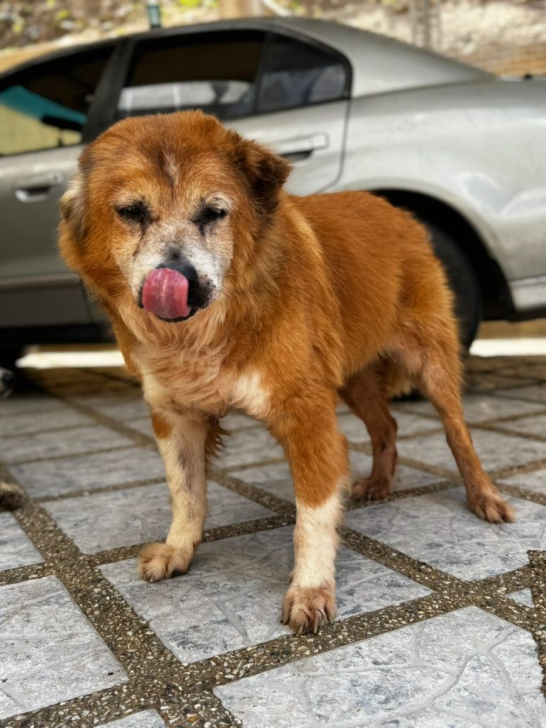 Dick, un perrito valiente con una historia digna de contar