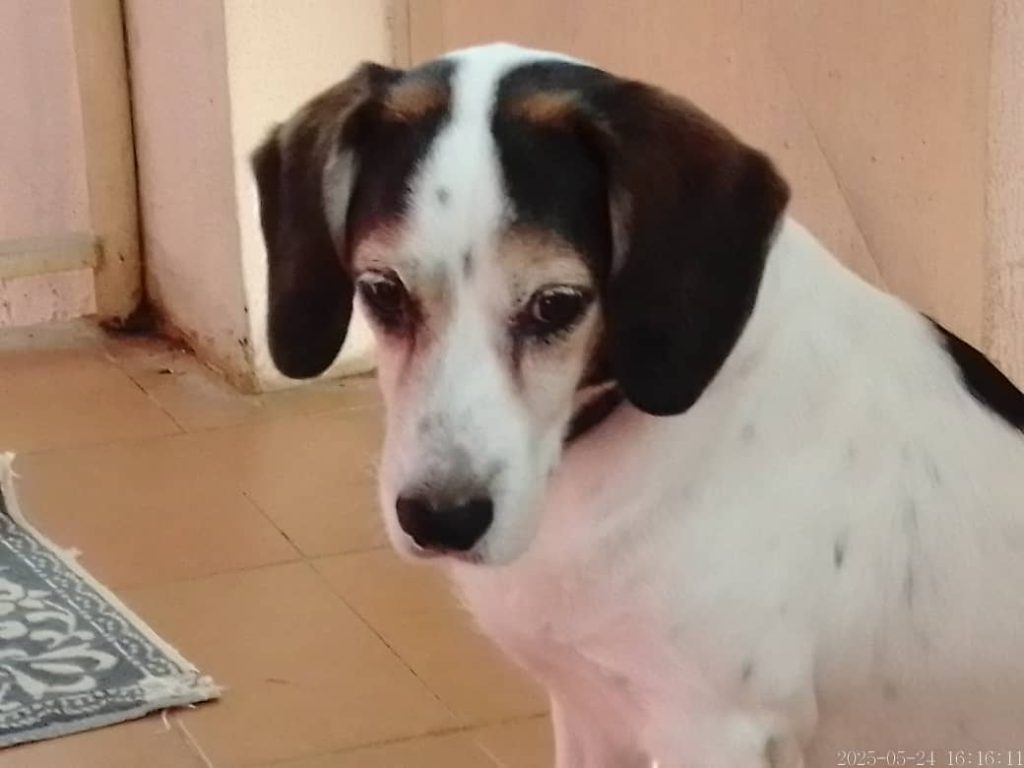 Perrito necesita apoyo para costear operación