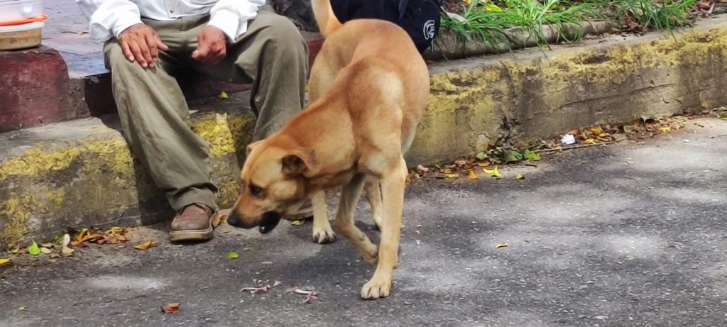 Perro bravo ha atacado a 32 personas