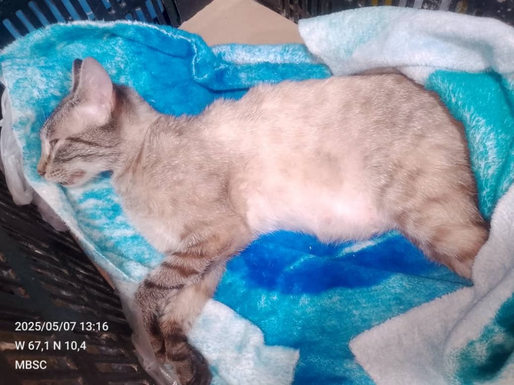 Envenenamiento de animales causa intranquilidad