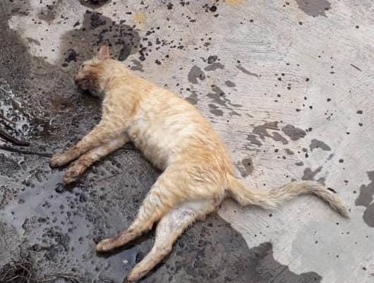 Envenenaron a 12 gatos en Los Salias