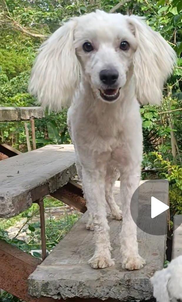 El perrito Oso cumple tres semanas perdido