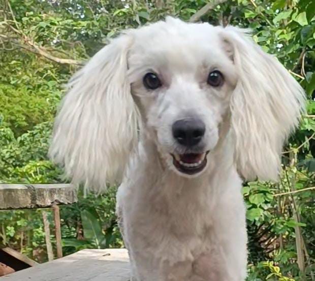 El perrito Oso cumple tres semanas perdido