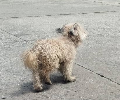 Perrito deambula por calles de Alto Verde