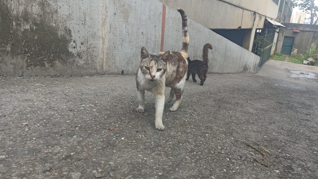 Califican de arbitrario desalojo de gatos en residencias El Barbecho