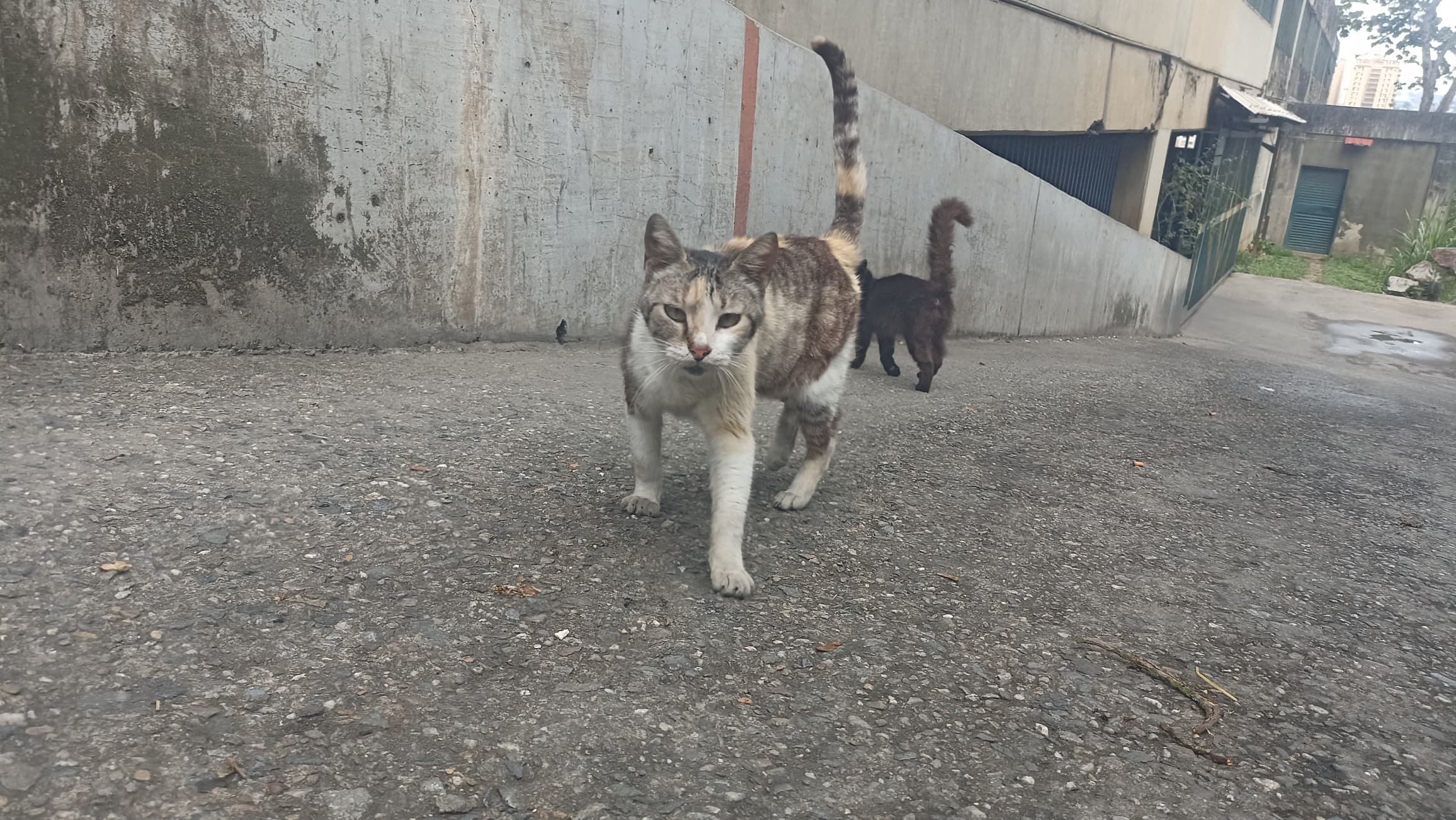Califican de arbitrario desalojo de gatos en residencias El Barbecho