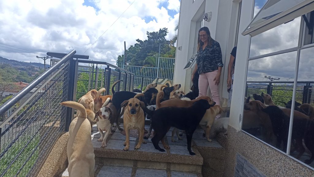 Casa de rehabilitación canina brinda cobijo a 70 peluditos