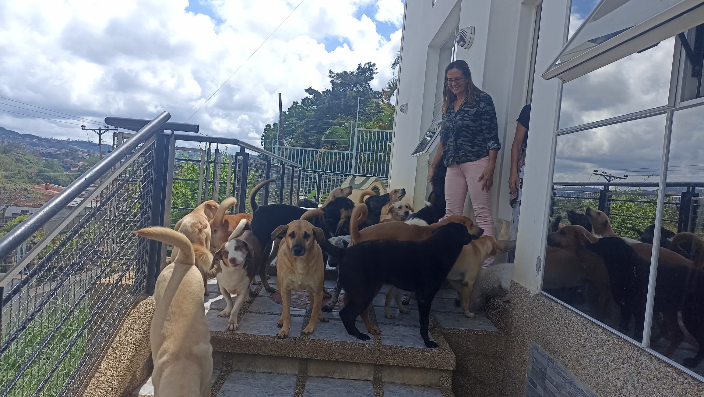 Casa de rehabilitación canina brinda cobijo a 70 peluditos