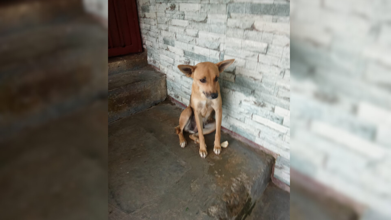 Buscan hogar para una perra llamada “Osa”